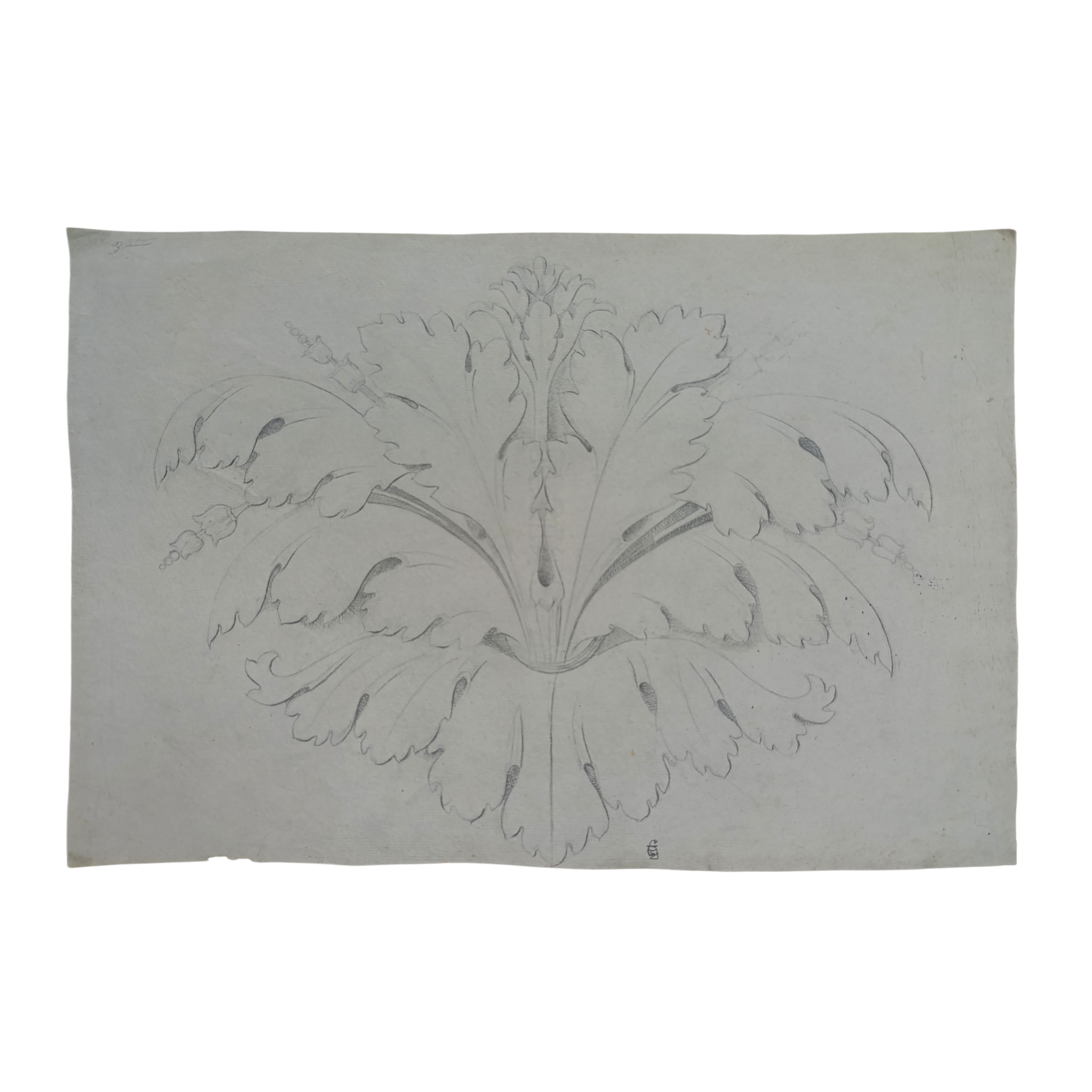 N°2 Disegni raffiguranti foglie d'acanto