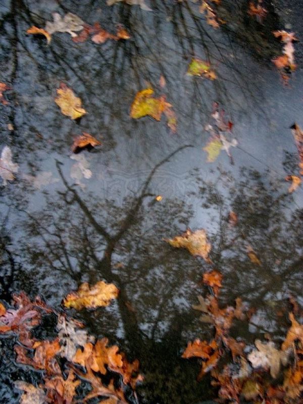 Collezione AQUA, titolo "Dream", anno 2006. USA: NJ, Residenza per artisti ad I-Park, riflesso di albero spoglio su pozzanghera di acqua piovana, foglie gialle sulla superficie, digitale 0 / 5, 30,5X39, stampa digitale su carta fotografica mat kodak, forex nero 20mm, bordato