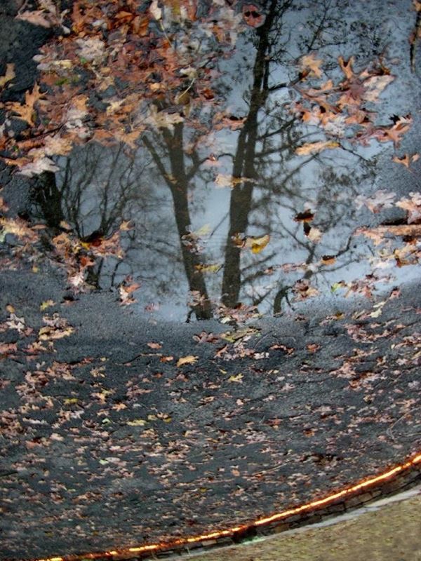 AQUA collection, titled "The Park Lite", 2006. USA: NJ, residence for artists to I-Park, reflection of bare tree on puddle of rain water, yellow leaves on the surface, the strip of LED lights, digital 0/5, 30,5X39, kodak digital printing on matte photo paper, black forex 20mm, edged