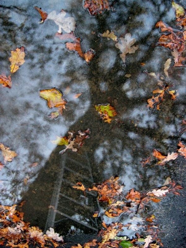 Collection AQUA, titled "staiway to heaven # 2", 2006. USA: NJ, residence for artists to I-Park, reflection of bare tree on the puddle of rainwater, scale, yellow leaves on the surface, digital PDA, 30, 5X41, kodak digital printing on matte photo paper, black forex 20mm, edged