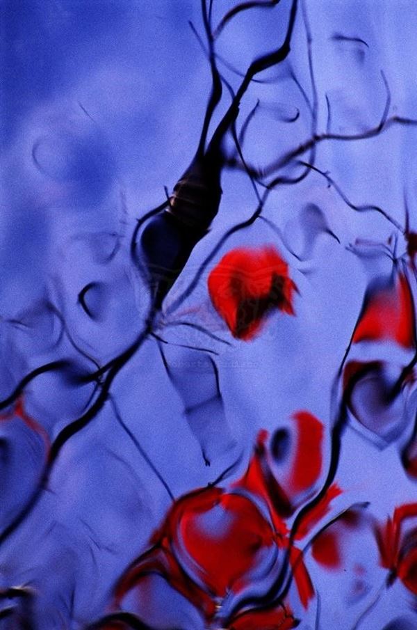Collection AQUA, titled "Red Notices," 2006. USA: NJ, residence for artists to I-Park, reflection of red leaves on a blue lake, detail, slide 0/5, 70x100, Digital Fine Art print on photographic matte paper kodak , forex black 20mm, edged