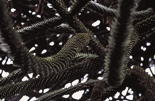Collection (EM), titled "monkeypuzzle 2", 2002. slide, 1/8 30x45, cibachrome slide by direct printing, 40x55 forex 10mm, Contouring white, cardboard, coating volcanic sand edges, Varese Villa Panza, detail of ancient tree