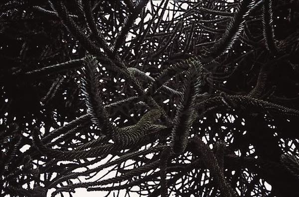 Collezione (EM), titolo "Monkeypuzzle 3", anno 2002. diapositiva,  1 / 8  30x45, CIBACHROME stampa diretta da diapositiva , 40x55 forex 10mm, perfilo bianco, cartoncino, bordi rivestimento sabbia vulcanica , Varese: Villa Panza, dettaglio di albero secolare