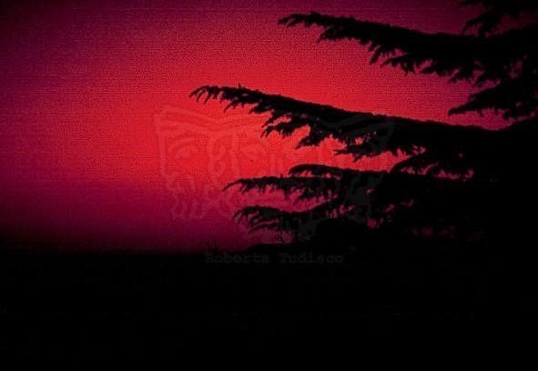 Collection (EM), titled "Jap sunset", 1998. slide, 1/8 30x45, cibachrome slide by direct printing, 40x55 forex 10mm, Contouring white, cardboard, edges volcanic sand coating, Sicily: the cedar of Lebanon on background silohuette red