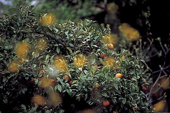 Collection (EM), titled "Fairies", 2001. slide, 1/8 30x45, cibachrome slide by direct printing, 40x55 forex 10mm, Contouring white, cardboard, edges volcanic sand coating, Sicily tangerine tree with yellow flowers blowing in the wind in the foreground