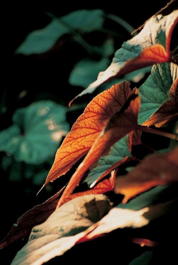 Collection (EM), titled "Philo's Garden", 2002. slide, 1/8 30x45, cibachrome slide by direct printing, 40x55 forex 10mm, Contouring white, cardboard, coating volcanic sand edges, Varese: details of plant red veins