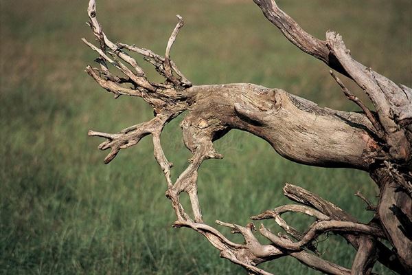 Collection (EM), titled "Cervus", 2000. slide, 1/8 30x45, cibachrome slide by direct printing, 40x55 forex 10mm, Contouring white, cardboard, edges volcanic sand coating, France: dry tree