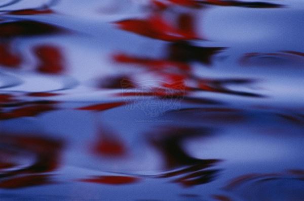 Collection "SPARE WATER", 2006, slide, 30x47, Digital Fine Art print on photographic paper mat, USA: NJ, residence for artists to I-Park, reflection of red leaves on a blue lake, detail