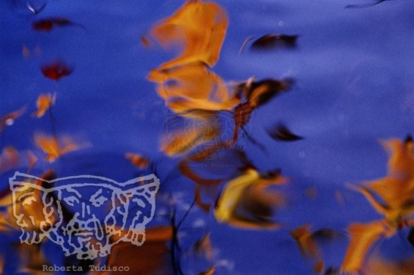 Collezione "ACQUA DI SCORTA", anno 2006, diapositiva, 30x49, stampa digitale Fine Art su carta fotografica mat , USA: NJ, Residenza per artisti ad I-Park, riflesso di foglie gialle su lago blu, dettaglio