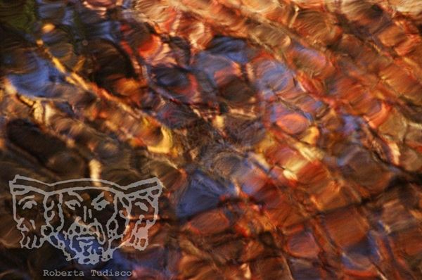 Collezione "ACQUA DI SCORTA", anno 2006, diapositiva, 30x50, stampa digitale Fine Art su carta fotografica mat , USA: NJ, Residenza per artisti ad I-Park, riflesso di foglie gialle e marrone su lago blu, dettaglio
