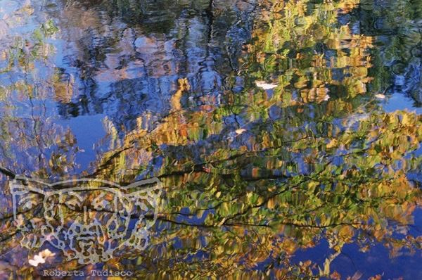Collezione "ACQUA DI SCORTA", anno 2006, diapositiva, 30x51, stampa digitale Fine Art su carta fotografica mat , USA: NJ, Residenza per artisti ad I-Park, riflesso di albero con foglie gialle su lago blu, dettaglio