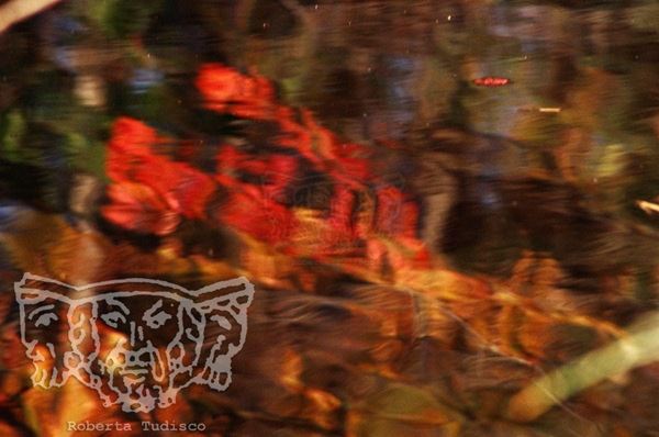 Collezione "ACQUA DI SCORTA", anno 2006, diapositiva, 30x52, stampa digitale Fine Art su carta fotografica mat , USA: NJ, Residenza per artisti ad I-Park, riflesso di foglie rosse e gialle su lago, dettaglio