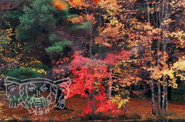 Collezione "ACQUA DI SCORTA", anno 2006, diapositiva, 30x53, stampa digitale Fine Art su carta fotografica mat , USA: NJ, Residenza per artisti ad I-Park, riflesso di bosco con foglie rosse, gialle e verdi su lago