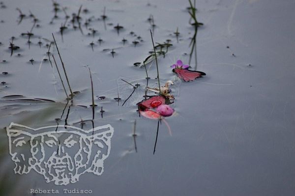 Collection "SPARE WATER", 2014, slide, 30x55, Digital Fine Art print on photographic matte paper, Colombia: red flower petals on gray lagoon