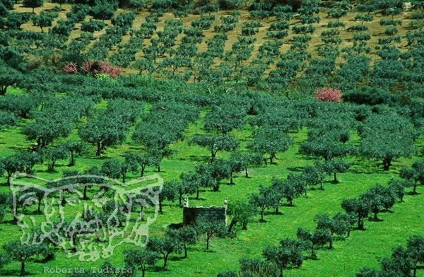Collection "MAN MADE" 2007 slide, 30x47, Digital Fine Art print on photographic matte paper, Sicily: citrus orchard, small building in ruins, two rose trees