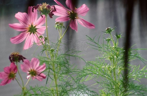 Collection "FLORA" 2009 slide, 30x46, Digital Fine Art print on photographic paper mat, Germany: Freiburgmargherite pink hair