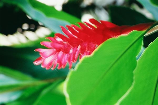 Collezione "FLORA"2005, diapositiva, 30x47, stampa digitale Fine Art su carta fotografica mat , Brasile: fiore rosso foglie verdi, dettaglio