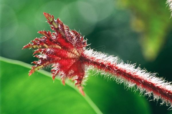 Collection "FLORA" 2012, slide, 30x48, Digital Fine Art print on photographic matte paper, Brazil: hairy red leaf on green background