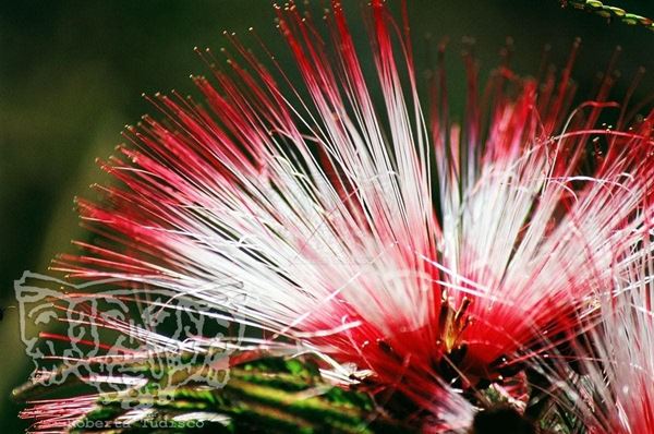 Collection "FLORA" 2005 slide, 30x49, Digital Fine Art print on photographic matte paper, Brazil: Red and white tropical flower