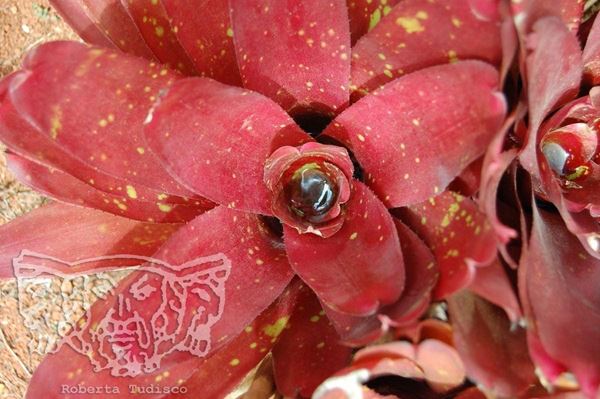 Collezione "FLORA"2015, diapositiva, 30x50, stampa digitale Fine Art su carta fotografica mat , Brasile: foglia di succulenta rossa con acqua piovana