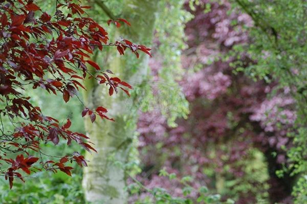 Collection "FLORA" 2010 slide, 30x51, Digital Fine Art print on photo paper mat, UK: London, red leaves in the foreground, the background trees pink and green