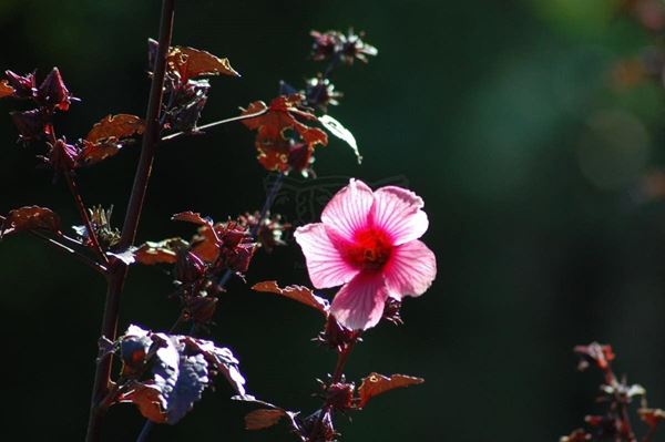 Collezione "FLORA"2014, diapositiva, 30x52, stampa digitale Fine Art su carta fotografica mat , Colombia: fiore rosa striato di fucsia, sfondo scuro