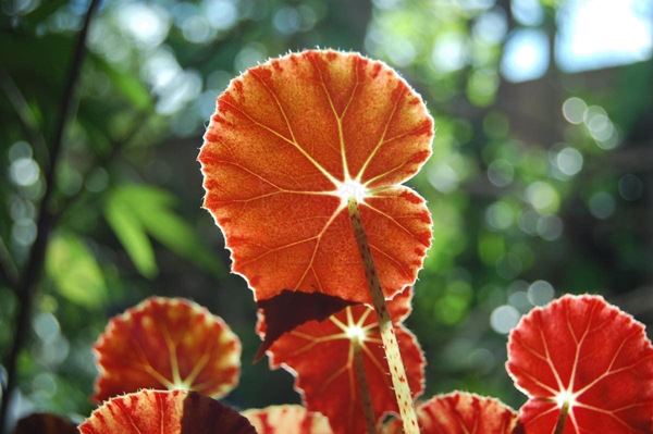 Collection "FLORA" 2012, slide, 30x53, Digital Fine Art print on photographic matte paper, Brazil: Orange leaves white-green striped, green background