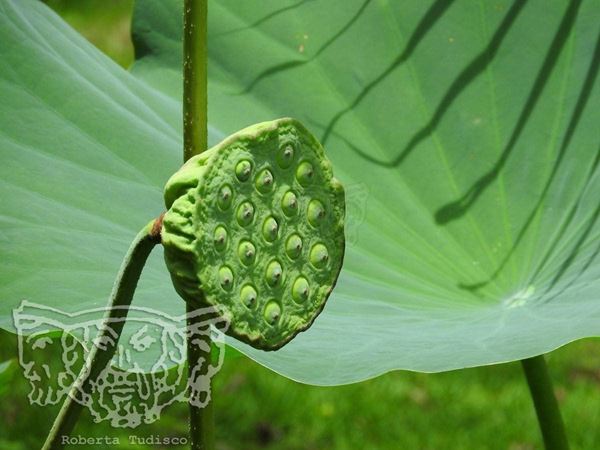 Collection "FLORA" 2015, digital, 31x40, Digital Fine Art print on photo paper mat, Brazil: Bahia, detail of green tropical plant, green background