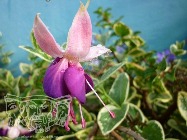 Collezione "FLORA"2014, digitale, 31x40, stampa digitale Fine Art su carta fotografica mat , Colombia: fiore fucsia-rosa con goccine di pioggia