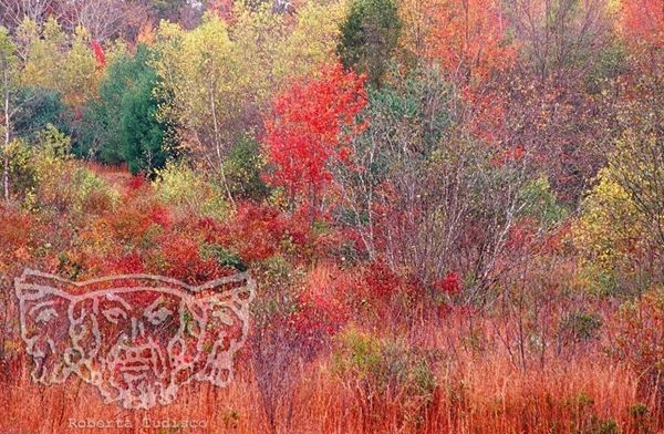 Collection "MY PARK" 2006 slide, 30x46, Digital Fine Art print on photographic paper mat, USA: NJ, residence for artists to I-Park, autumn trees red, green, yellow
