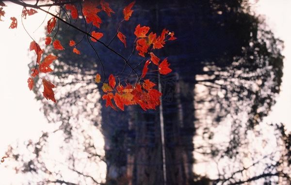 Collezione "MY PARK"2006, diapositiva, 30x47, stampa digitale Fine Art su carta fotografica mat , USA: NJ, Residenza per artisti ad I-Park, primo piano foglie rosse, sfondo grande albero spoglio scuro