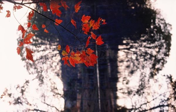 Collection "MY PARK" 2006 slide, 30x47, Digital Fine Art print on photographic paper mat, USA: NJ, residence for artists to I-Park, red leaves first floor, large dark background bare tree
