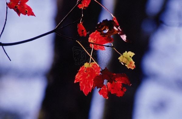 Collezione "MY PARK"2006, diapositiva, 30x49, stampa digitale Fine Art su carta fotografica mat , USA: NJ, Residenza per artisti ad I-Park, primo piano foglie rosse, sfondo due alberi scuri