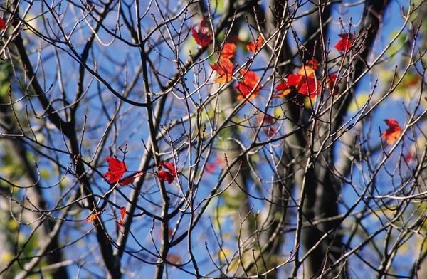 Collection "MY PARK" 2006 slide, 30x50, Digital Fine Art print on photographic paper mat, USA: NJ, residence for artists to I-Park, red leaves on bare tree