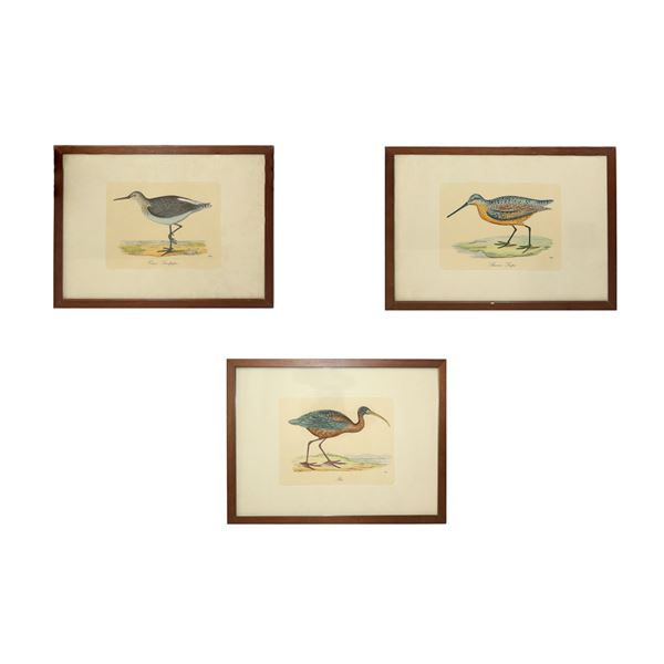 N°3 Engravings depicting: Brown snipe, Ibis, Creen Sandpiper