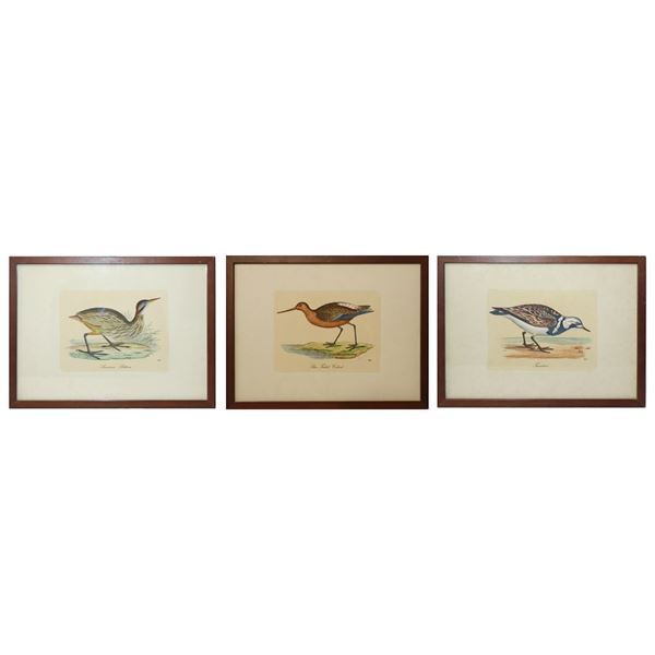 N°3 Engravings depicting: American Bittern, Bar.Tailed Codvit, Turnstone