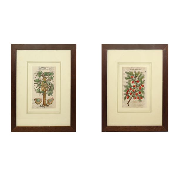 N°2 Woodcuts depicting: iuniperus maxima (juniper) and mamoera foemina (figs)