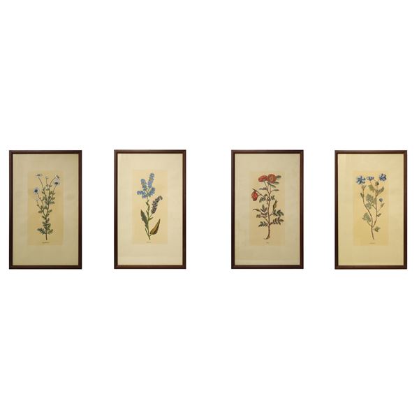 N°4 Engravings depicting; cliffortia, roses, anemone and buphtalmo