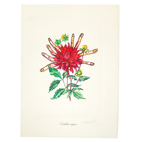 Salvador Dal&#236; - Surrealist flowers: Dahlia rapax