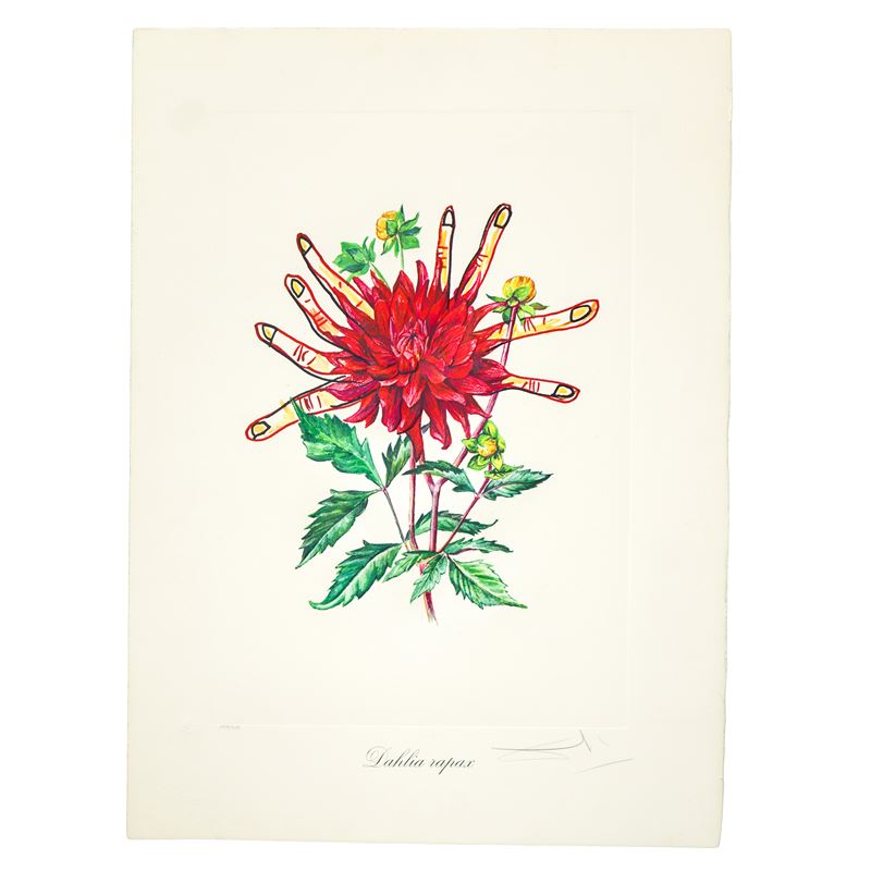 Fiori surrealisti: Dahlia rapax