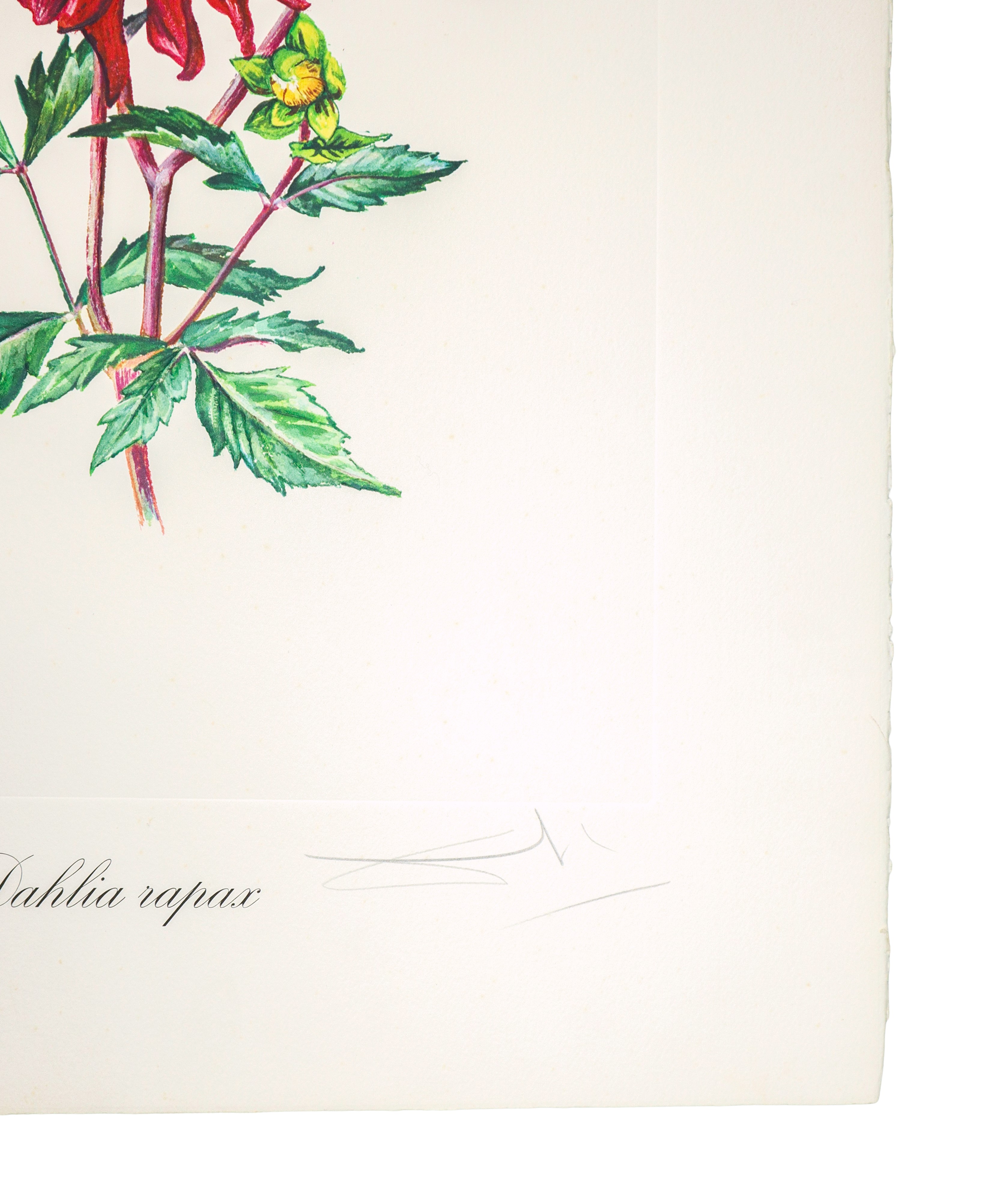 Fiori surrealisti: Dahlia rapax