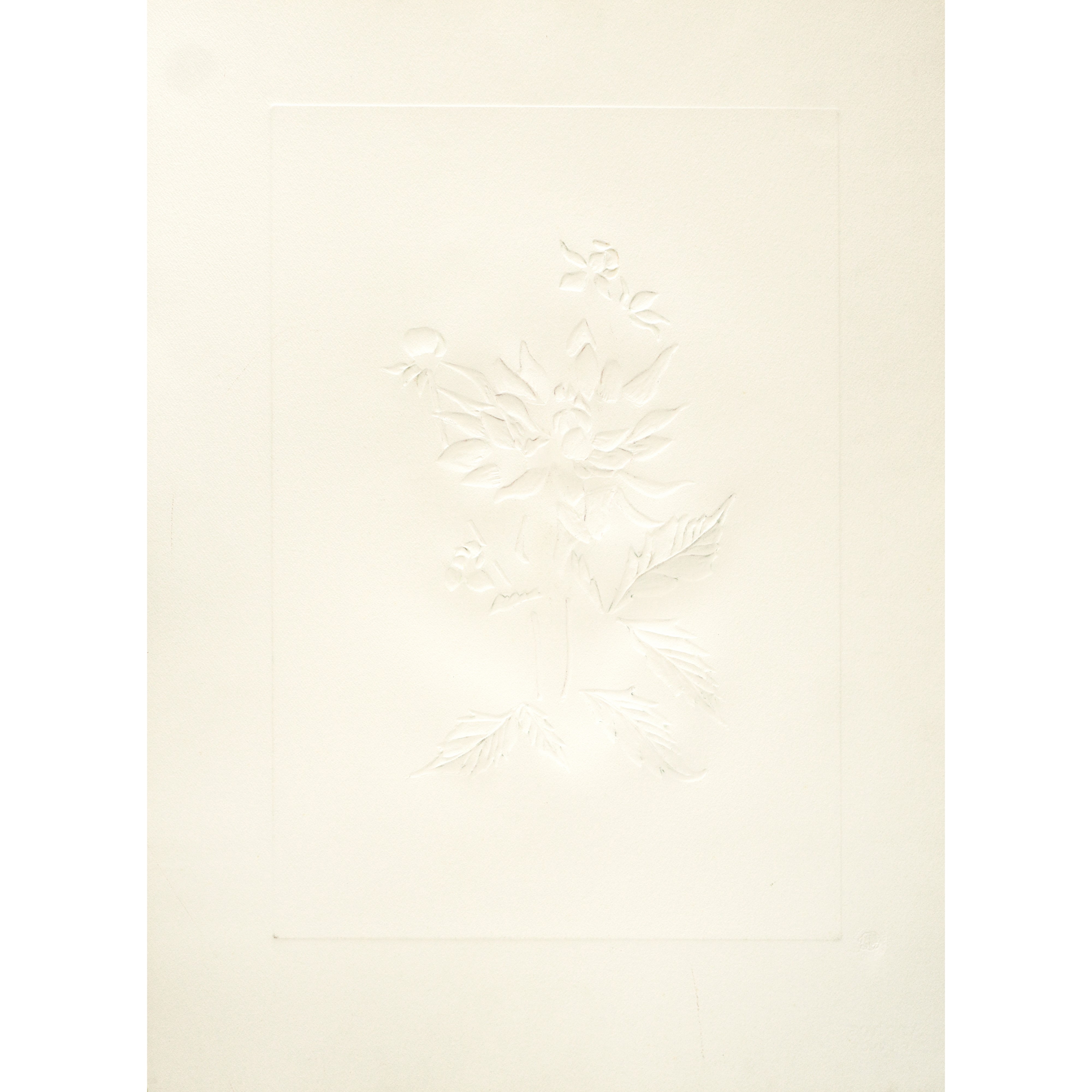 Fiori surrealisti: Dahlia rapax