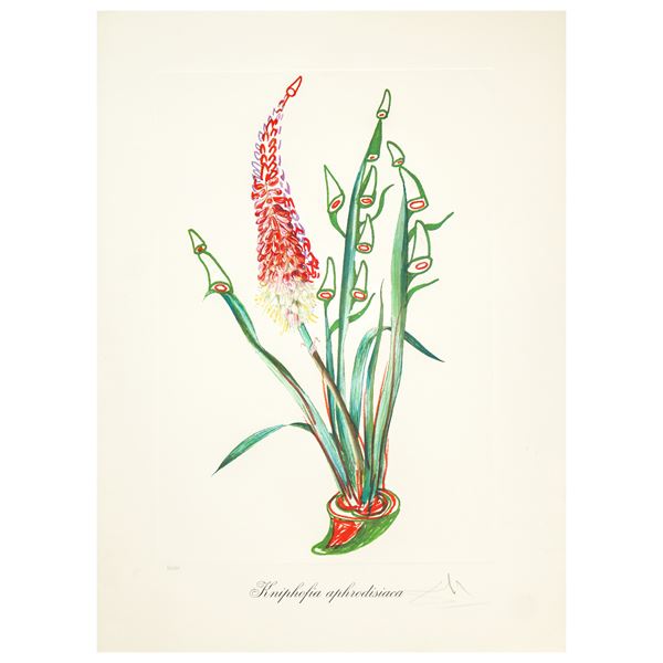 Salvador Dal&#236; - Surrealist Flowers: Kniphofia aphrodisiaca