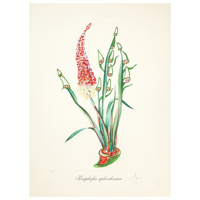 Fiori surrealisti: kniphofia apfrodisiaca
