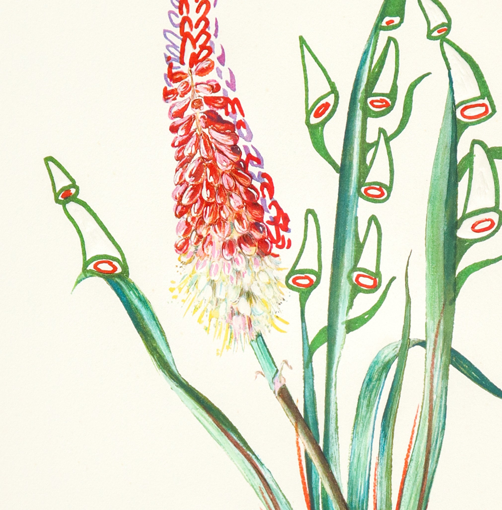 Fiori surrealisti: kniphofia apfrodisiaca