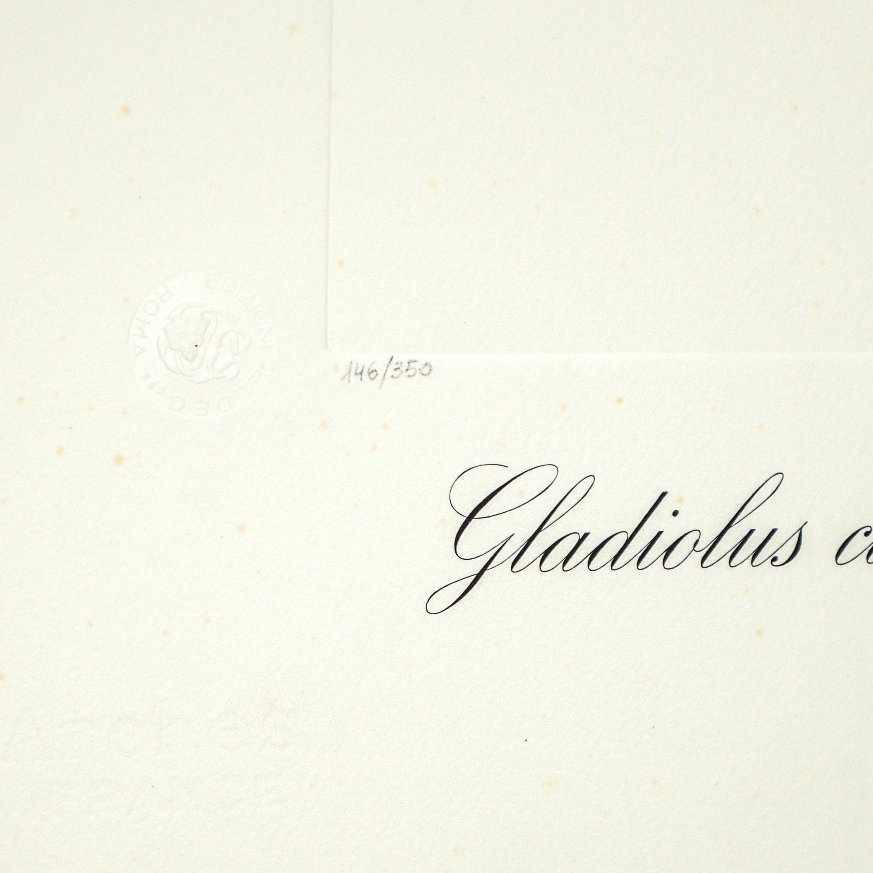 Fiori surrealisti: Gladiolus cum aurium corymbo expectantium