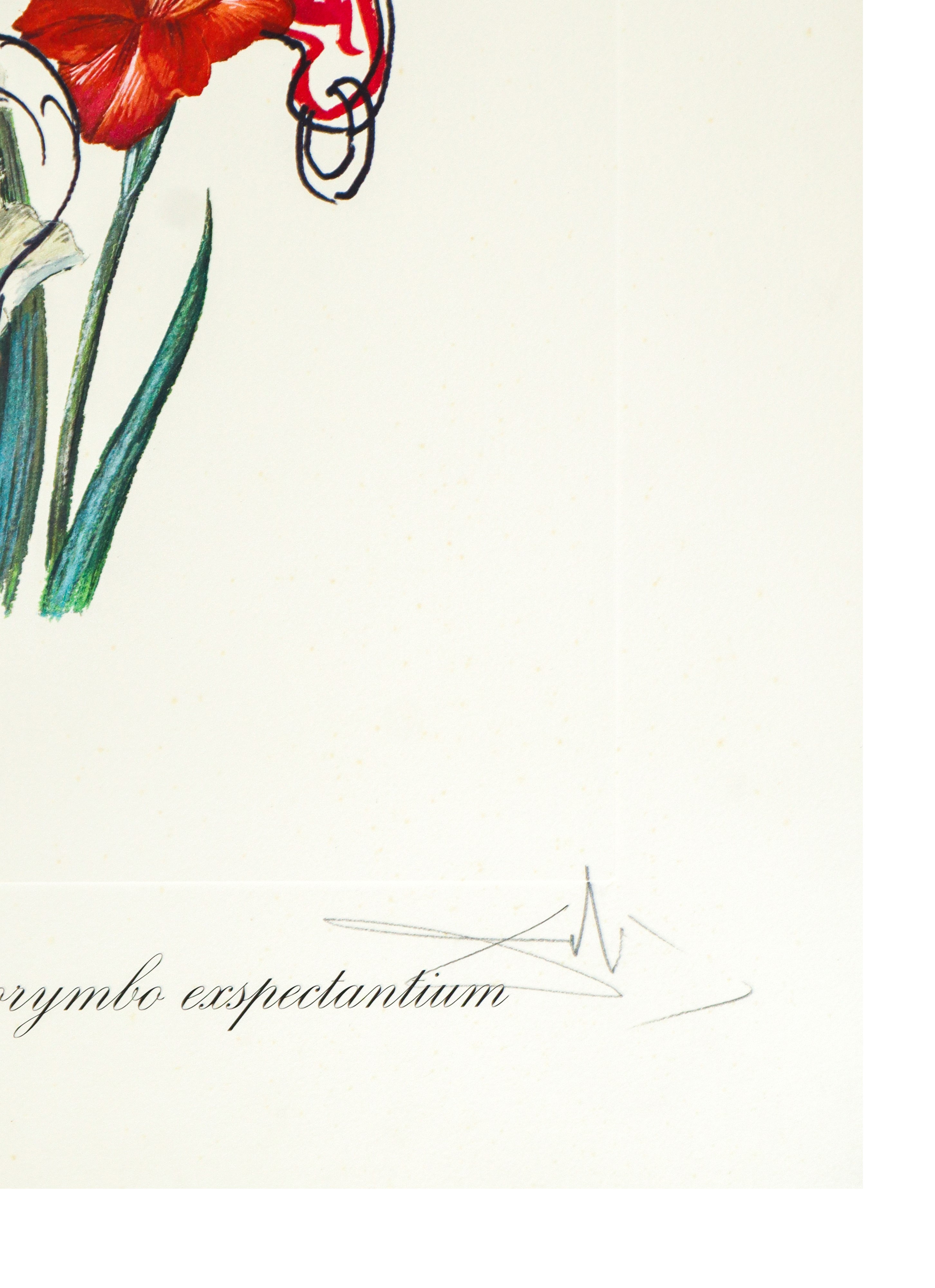 Fiori surrealisti: Gladiolus cum aurium corymbo expectantium