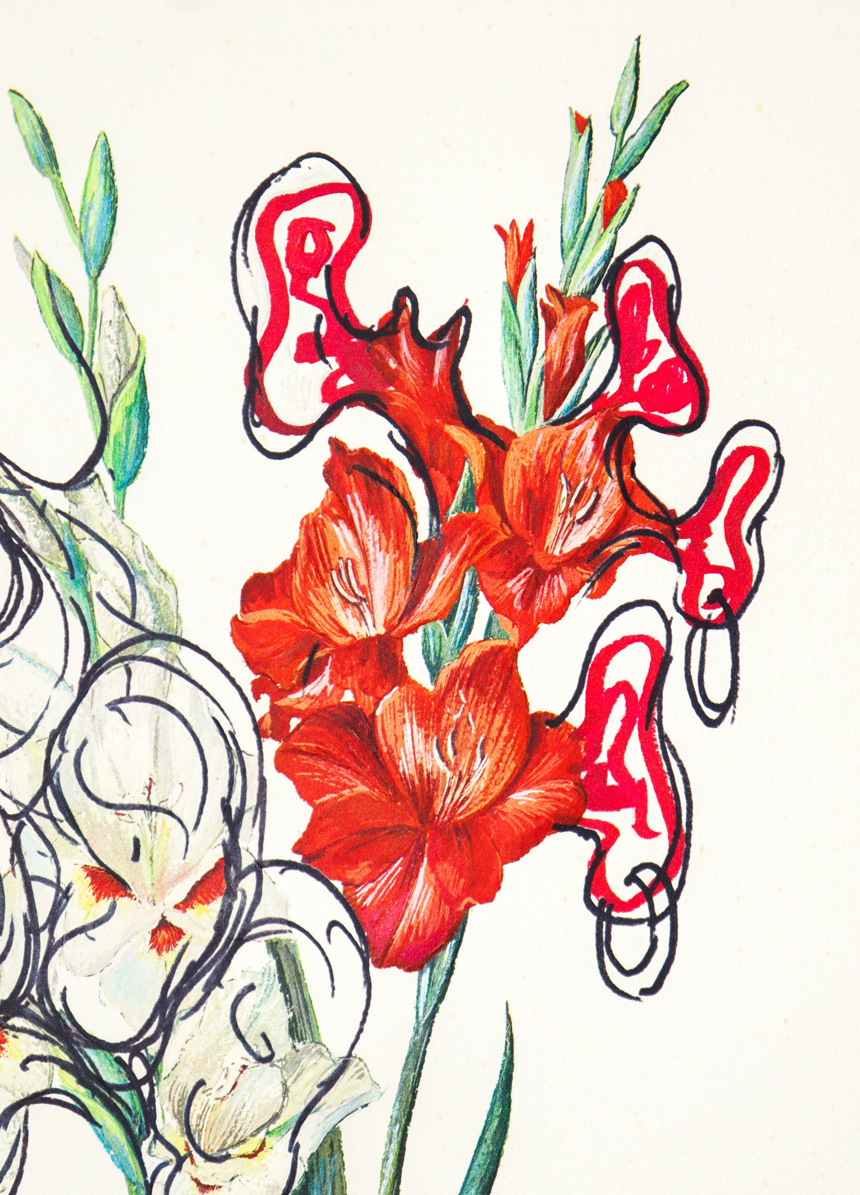 Fiori surrealisti: Gladiolus cum aurium corymbo expectantium