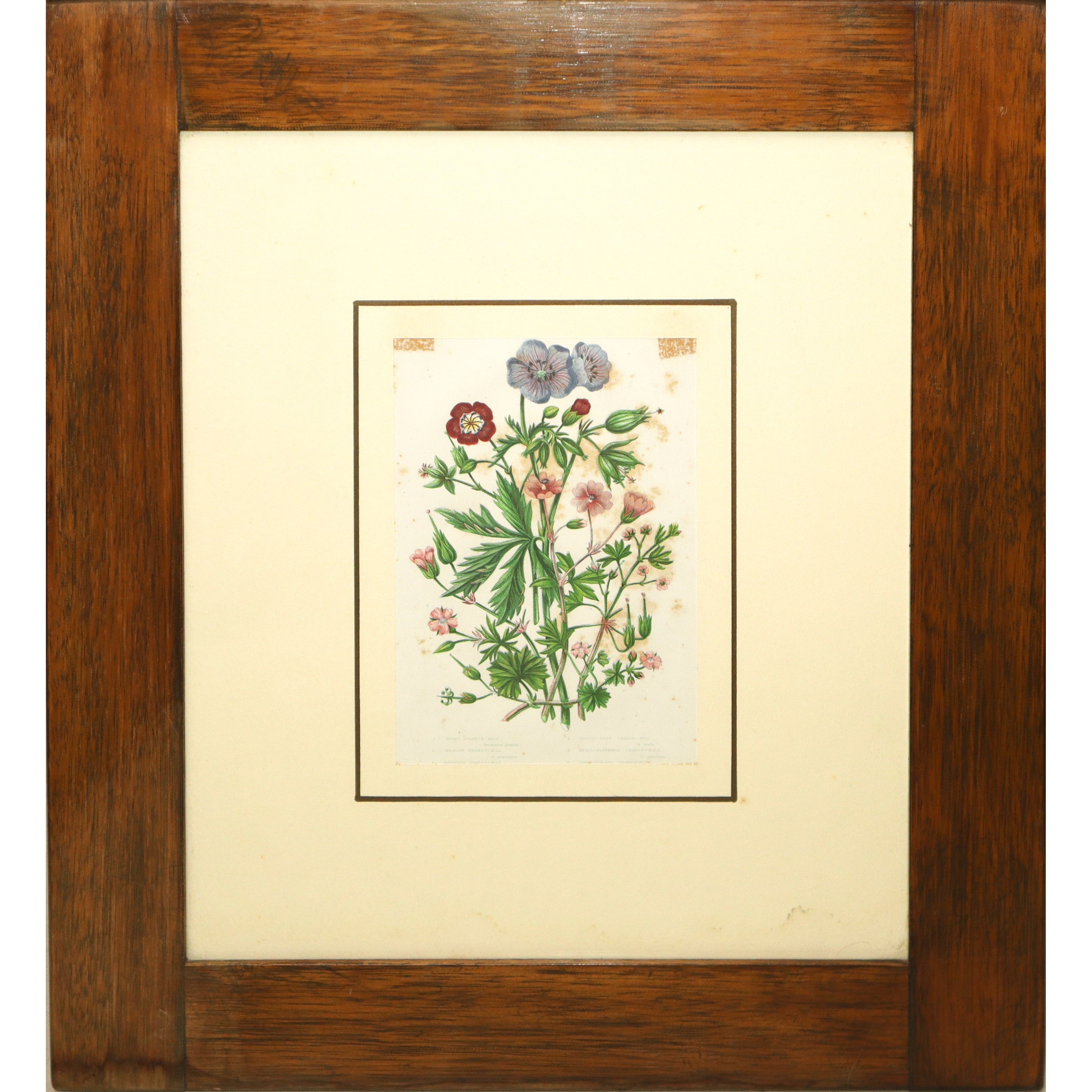 n°4 stampe con elementi floreali