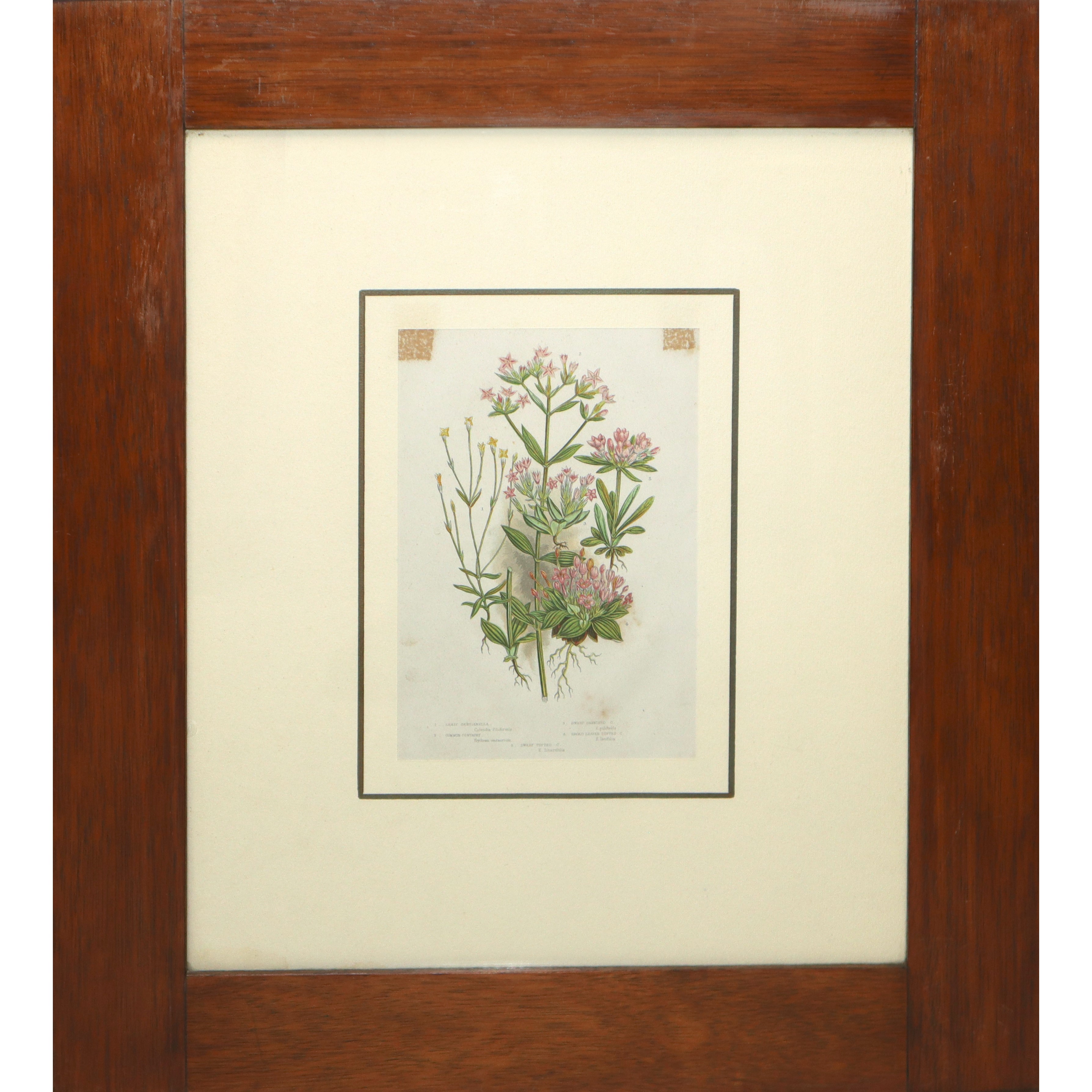 n°4 stampe con elementi floreali